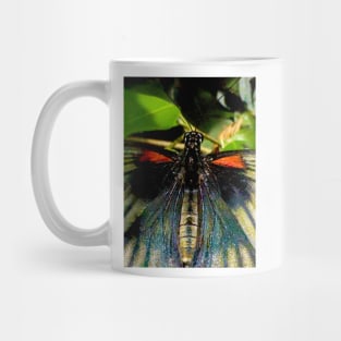 The Great Mormon Butterfly Mug